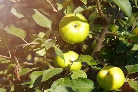 Fruits of an apple tree under the rays of the sun Stock Photos