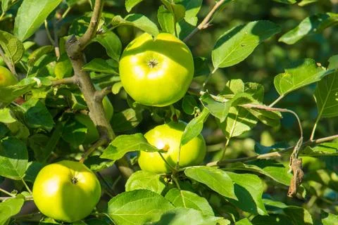 Fruits of an apple tree under the rays of the sun Stock Photos