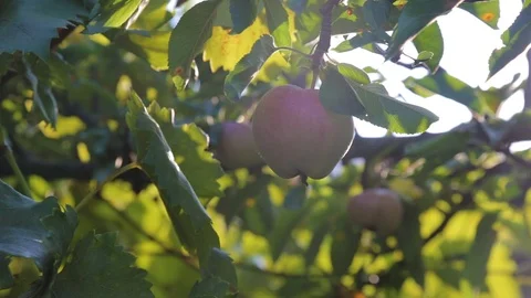 Fruits of apples on a branch in the sunlight. Stock Footage 114180185