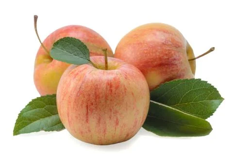 Fruits of apples Stock Photos