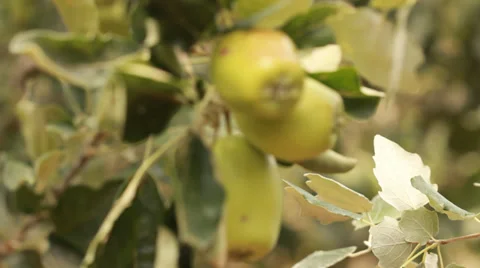Fruits Apples tree Stock Footage 39139116