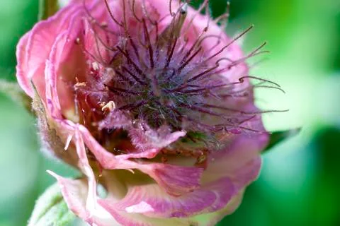 Fruits of Avens Stock Photos