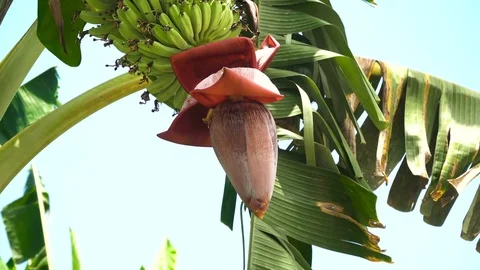 Fruits of bananas on a banana tree. Stock Footage