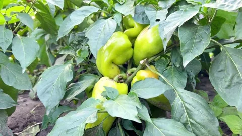 Fruits of bell pepper Stock Footage 205229729