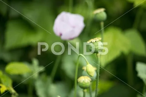 Fruits berries green immature poppy. Natural background Stock Photos