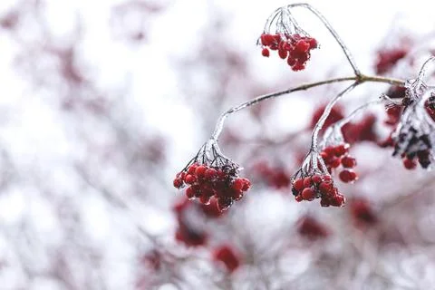 Fruits of the berry tree in ice Stock Photos