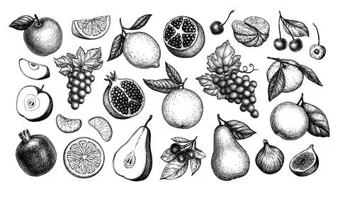 Fruits big collection. Illustrazione stock