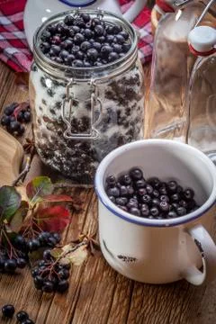 Fruits of black chokeberry prepared for processing. Stock Photos