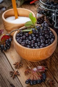 Fruits of black chokeberry prepared for processing. Stock Photos
