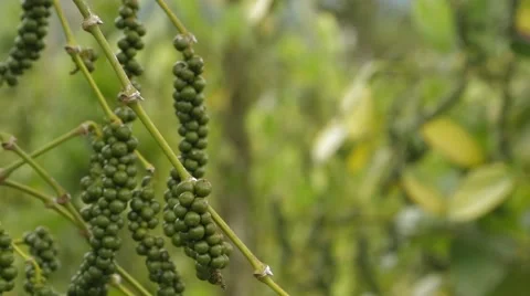 Fruits Of Black Pepper On A Branch Stock Footage 62762213