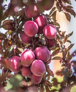 Fruits on the branch Stockfoto's