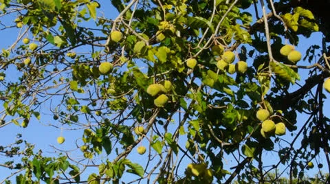 Fruits in branches trees Stock Footage 24657058