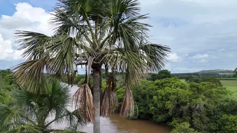 Fruits of the buriti palm tree Stock Footage 273530323