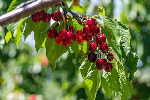 Fruits in the canopy of a cherry tree. Stock Photos