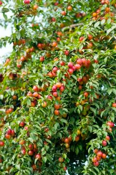 The fruits of cherry plum on the branches Stock Photos