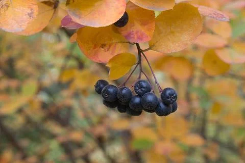 The fruits of the chokeberry on a branch in autumn. Stock Photos