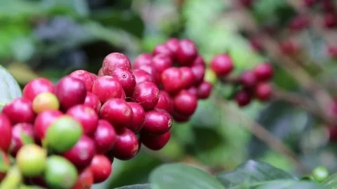 Fruits Coffee Stock Footage 77408214