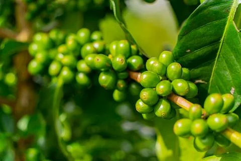 The fruits of the coffee tree. Photos