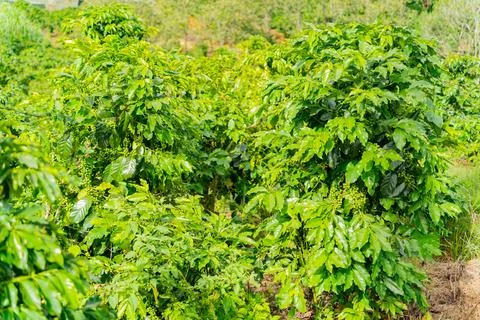 The fruits of the coffee tree. Stockfoto's
