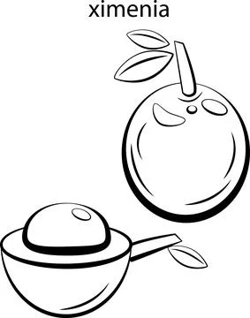 Fruits for coloring. Stock Illustration