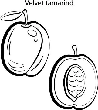 Fruits for coloring. Stock Illustration