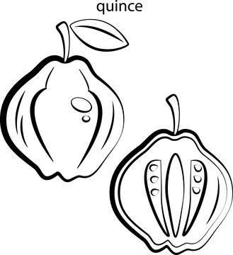 Fruits for coloring. Stock Illustration