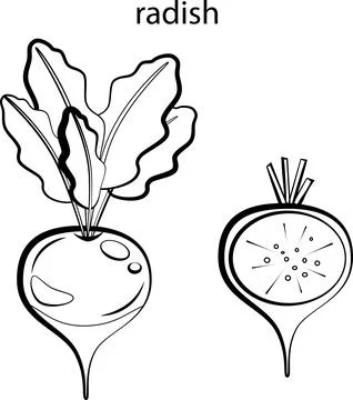 Fruits for coloring. Stock Illustration