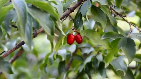 The fruits of a Cornus mas, Cornelian cherry, European cornel Stock Footage 77861846
