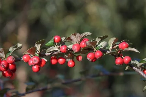 The fruits of the cotoneaster are brush-colored. Stock Photos