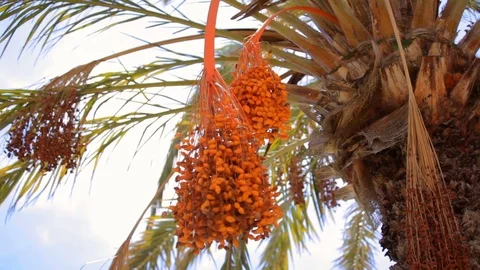 Fruits on date palm Stock Footage 78277011