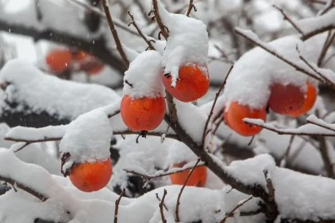 Fruits of Date plum tree or Diospyros lotus with the first snow Stock Photos