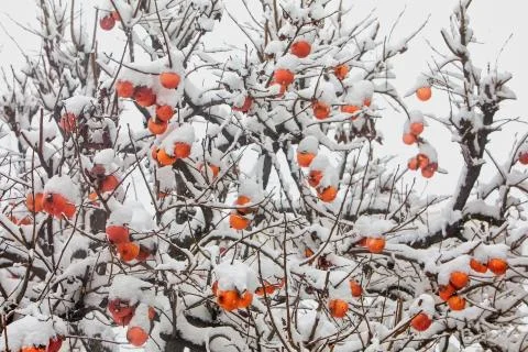 Fruits of Date plum tree or Diospyros lotus with the first snow Stock Photos