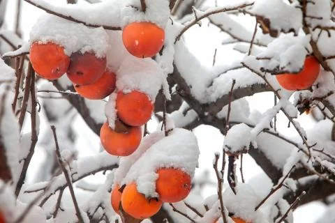 Fruits of Date plum tree or Diospyros lotus with the first snow Stock Photos