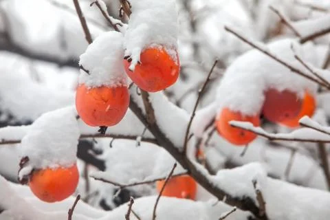 Fruits of Date plum tree or Diospyros lotus with the first snow Stock Photos