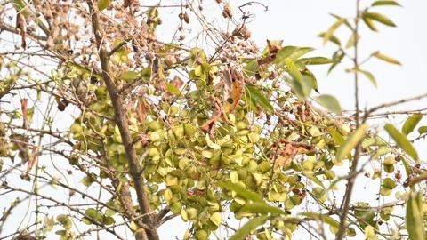 Fruits of Dioscorea oppositifolia. 스톡 동영상 335255031