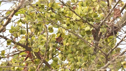 Fruits of Dioscorea oppositifolia. Stock Footage 335255074