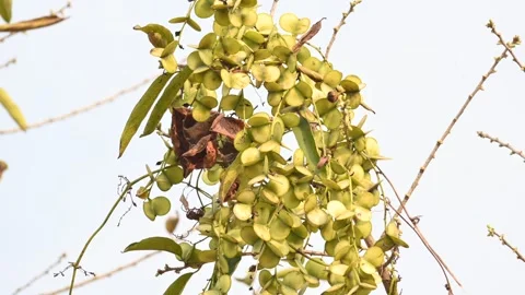Fruits of Dioscorea oppositifolia. Video stock 335255080