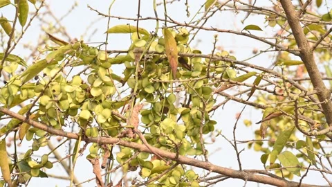 Fruits of Dioscorea oppositifolia. Stock Footage 335255090