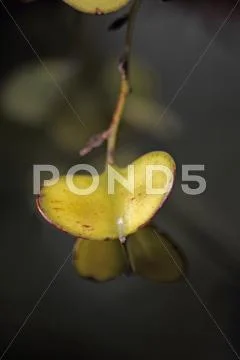 Fruits of Dioscorea oppositifolia Stock Photos