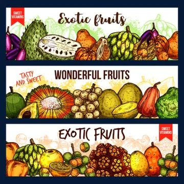 Fruits from exotic countries, sketch vector Ilustración de archivo