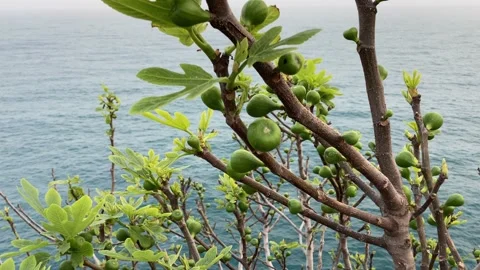 Fruits of a fig Stock Footage 151807495