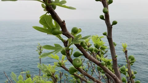 Fruits of a fig Stock-Footage 151807548