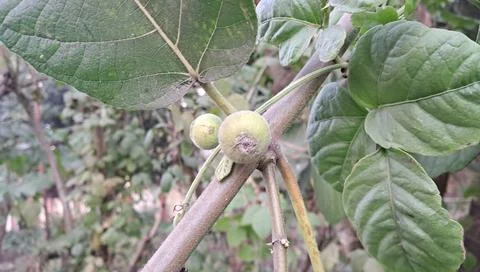 Fruits of Fig Trees in the Tree Foto stock