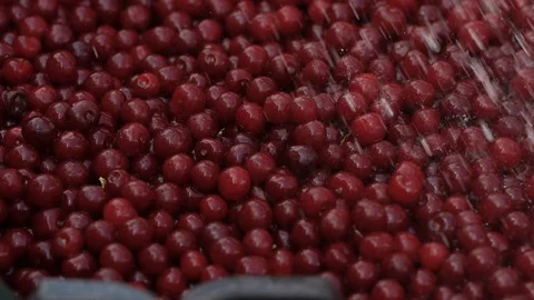 Fruits Stock Footage 121979330
