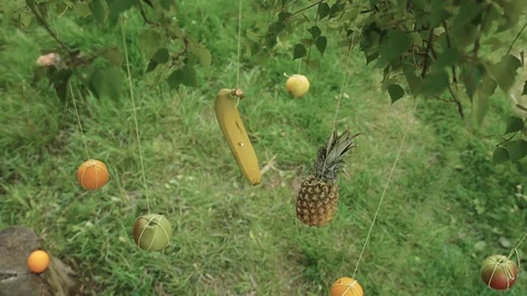 FRUITS Stock Footage 124474169