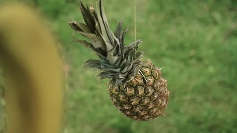 FRUITS Stock Footage 124474190