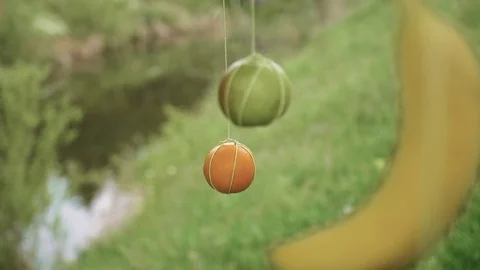 FRUITS Stock Footage 124474195