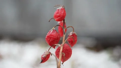 Fruits of forest lily of the valley Video stock 143637504