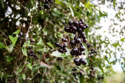 Fruits of the forest Stock Photos