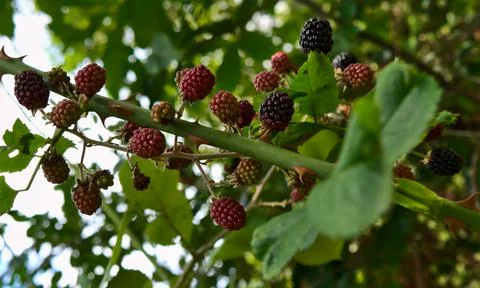 Fruits of the forest Stock Photos